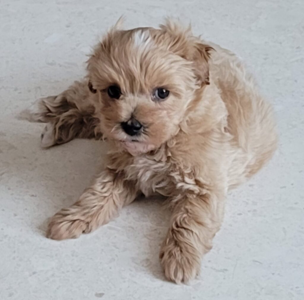 말티푸 강아지 리치 일상