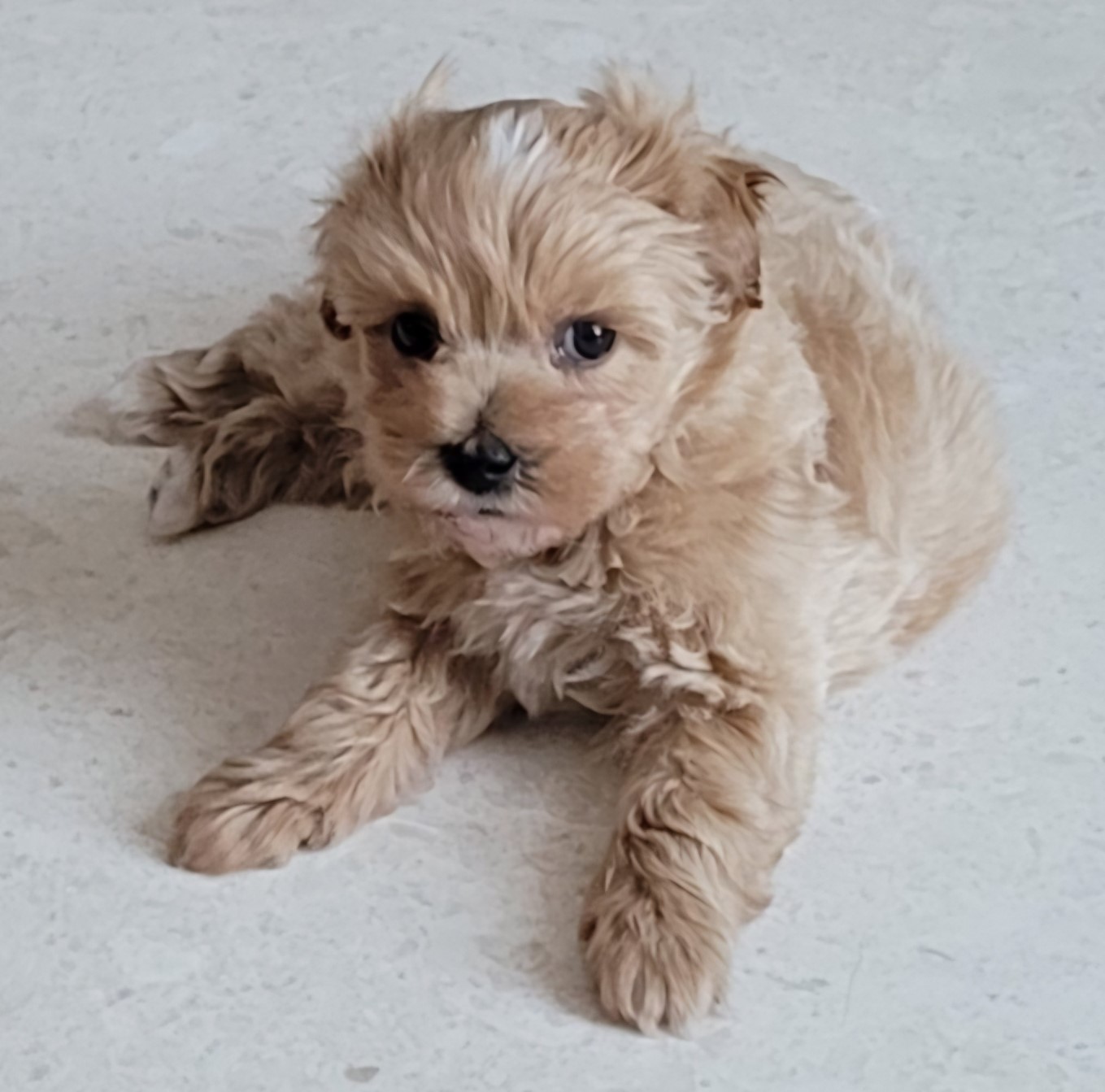 말티푸 강아지 리치 일상